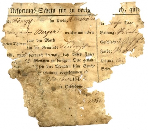 Note of origin for cattle, 1842, district Ahrweiler (Nizi_Ges_5)